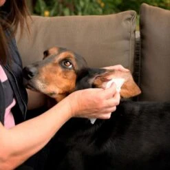 Aqueos Aqueos Disinfectant Wipes 7 Aqueos Aqueos Disinfectant Wipes -Clippers Shop aqueos disinfectant wipes p1179 14367 medium