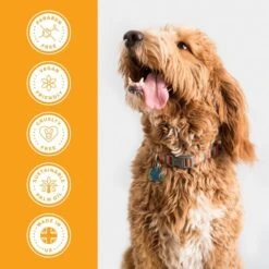 Groomers Everyday Groomers Everyday Banana & Mango Shampoo -Clippers Shop groomers everyday banana mango shampoo p17771 13638 medium