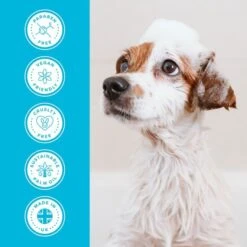 Groomers Everyday Groomers Everyday Clear Skies Shampoo -Clippers Shop groomers everyday clear skies shampoo p17773 13651 medium