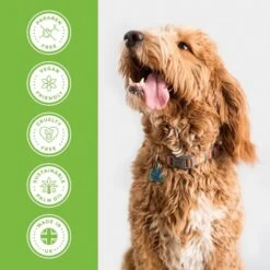 Groomers Everyday Groomers Everyday Melon Cocktail Shampoo -Clippers Shop groomers everyday melon cocktail shampoo p17772 13641 medium