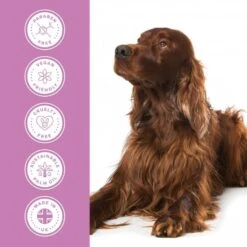 Groomers PerformanceGroomers Performance Shine Shampoo -Clippers Shop groomers performance shine shampoo p17784 13750 medium