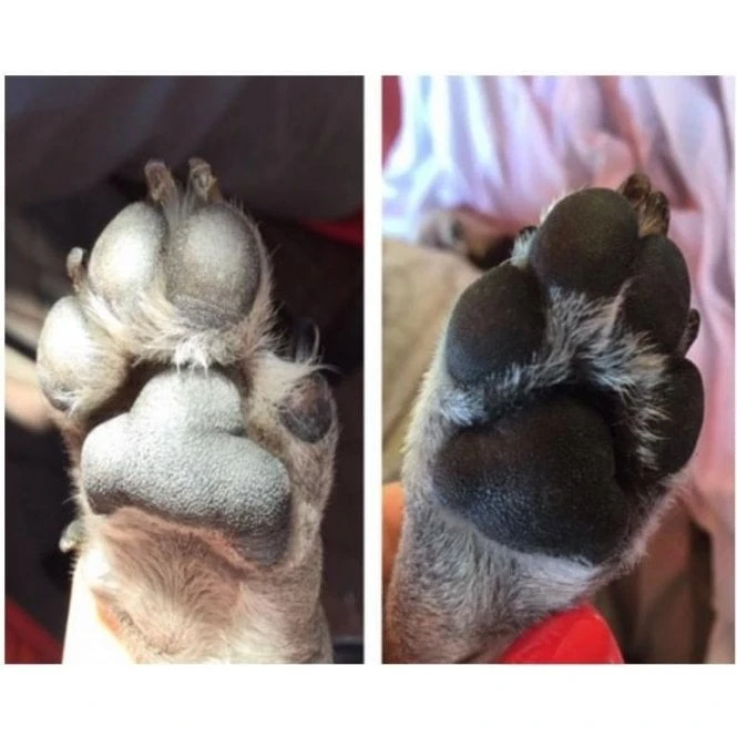 Natural Dog Company Pawtector 2 Natural Dog Company Pawtector - Image 2