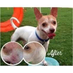 Natural Dog Company Skin Soother -Clippers Shop natural dog company skin soother p2674 3771 medium